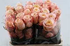 R Gr Shimmer 70cm