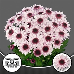 Chr T Stresa 70cm 85gram
