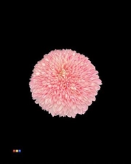 Chr G Superbowl Pastel Pink