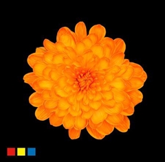 Chr T Altaj Orange