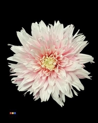 Chr G Undercover Pastel Pink