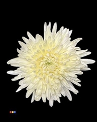 Chr G Topspin Pastel Yellow