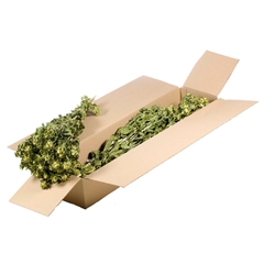 Dried Flowers 100 Gram 50cm 120gram