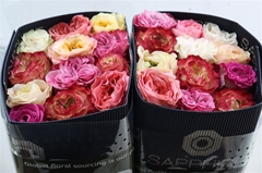 R Gr Mixed 60cm