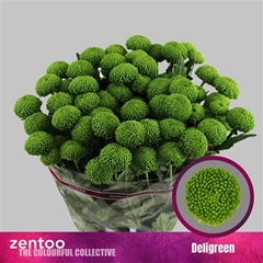 Chr T Deligreen 70cm 85gram