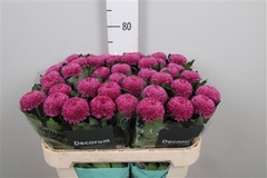 Chr G Roxo 70cm 85gram