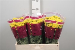 Chr S Miller Yellow 55cm