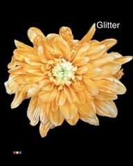 Chr T Euro Apricot + Glit Bio
