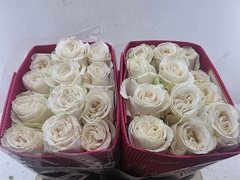 R Gr Other 60cm