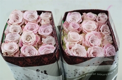 R Gr Faith 50cm