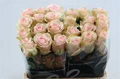 R Gr Other 50cm