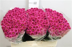 Chr San Aaa Purpetta 55cm 110g
