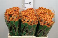 Chr San Edvaldo 55cm 100g