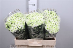 Chr San Ferry 55cm 125g