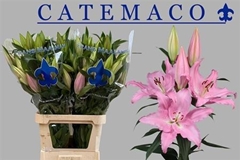 Li Or Catemaco 100cm 55+