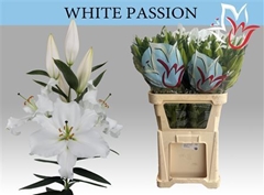 Li Or White Passion 90cm 55+