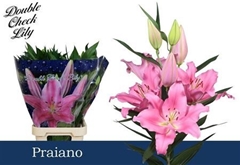 Li Or Praiano 95cm 55+