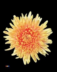Chr G Topspin Sunshine