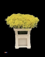 Gyps Million Star Yellow