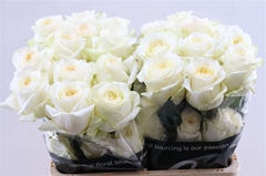 R Gr Candlelight 50cm