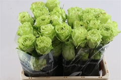 R Gr Supergreen 40cm