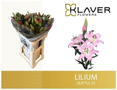 Li Ot Seattle 85cm 35+