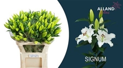Li Or Signum 95cm 55+