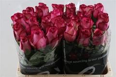 R Gr Carousel 40cm