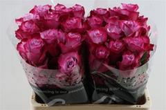 R Gr Deep Purple 40cm