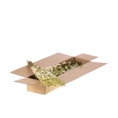 Dried Flowers 100 Gram 60cm 115gram