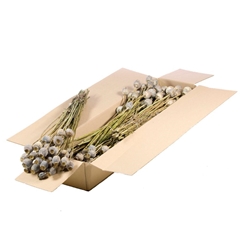 Droogbl Bewerkt H% 55cm 155gram