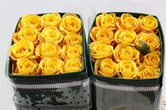 R Gr Bumblebee 40cm
