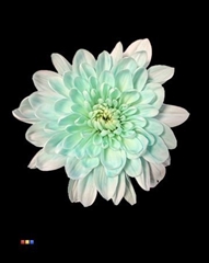 Chr T 2 Kl Baltica Pastel Mint