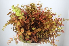 Euc Cin Klb P Bunch H% 70cm 200gram