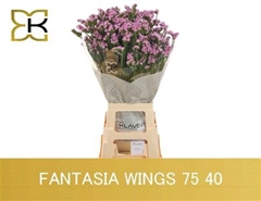 Lim S Fantasia Wings 75cm 40gram