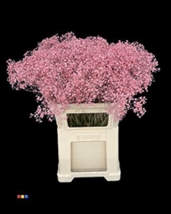 Gyps Xlence Pink