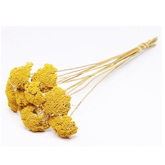 Dried Flowers 100 Gram 50cm 90gram