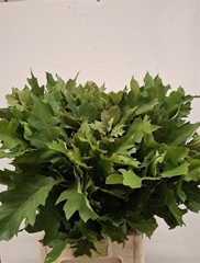 Querc Rubra 80cm
