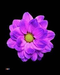 Chr T Chic Milka