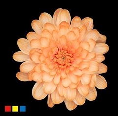 Chr T Altaj Apricot