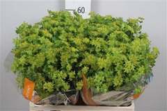 Bupleurum Rotundifol 60cm