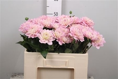 Dahl Dec Prince Kate 55cm