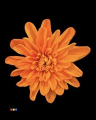 Chr T Euro Orange V Yellow