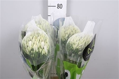 Agap Gletsjer 70cm