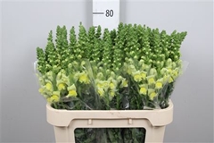 Antir Opus Yellow 75cm