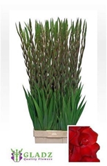 Glad Gr Fat Boy 120cm 200gram