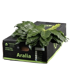 Fatsia Japonica Bs 70cm