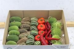 Cucurbita Other