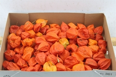 Physalis Lampion Los