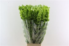 Moluccella Piece 90cm